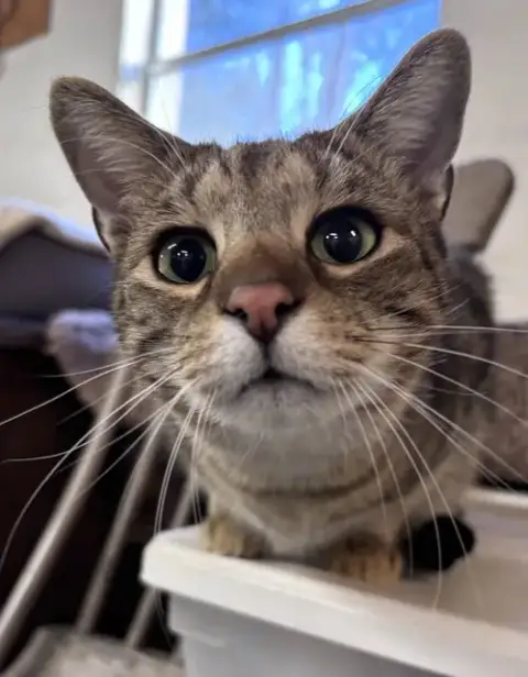 Oliver: Not At Shelter photo 5