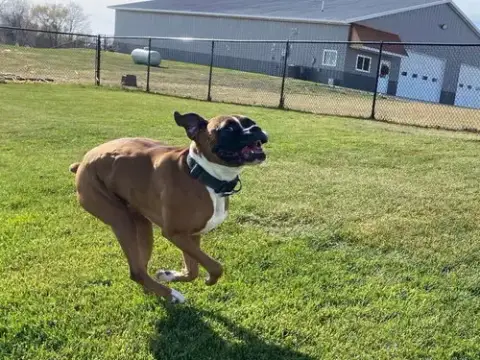 Tyson photo 2