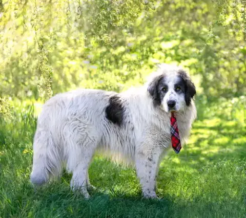 Bandit photo 3