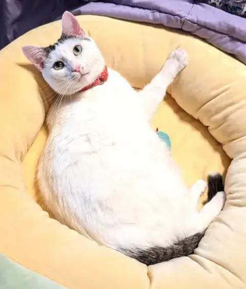 Kitty Moma Lily photo 4