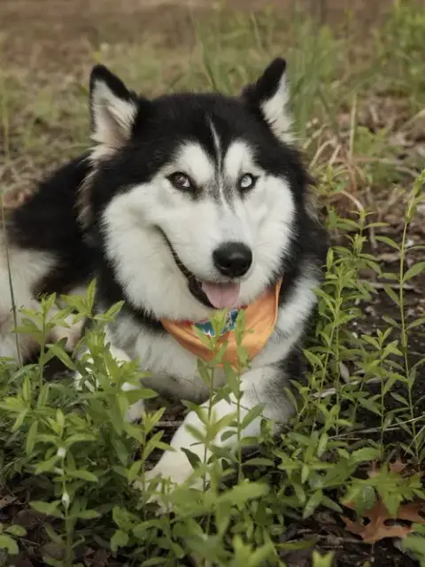 Bree *Foster Needed* photo 2
