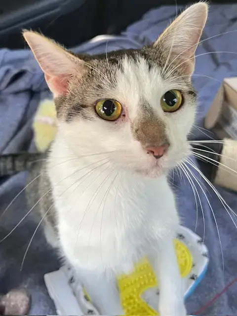 Kitten Chester photo 2