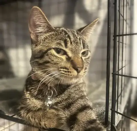 Tornado #Sister-Of-Bolt photo 2