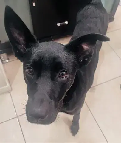 Vader