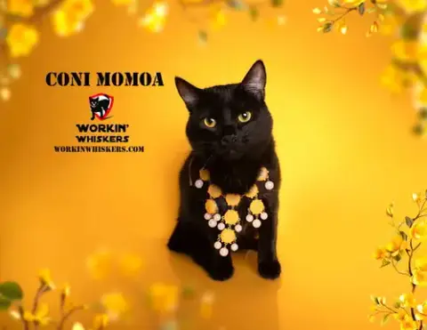 Coni Momoa
