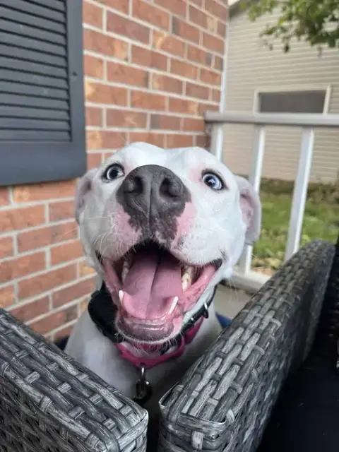 Luna Blue Eyes