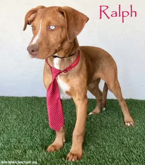 Ralph