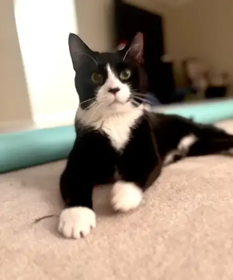Tuxie photo 3