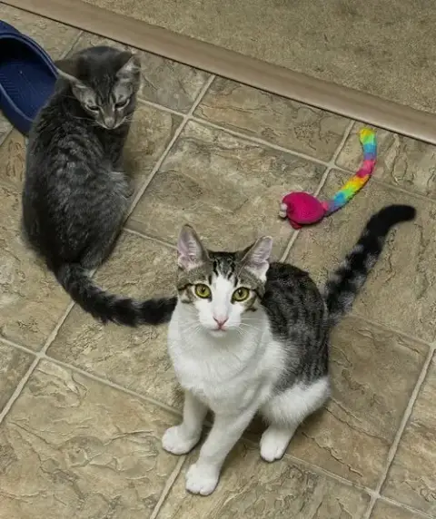 Simon & Harvey