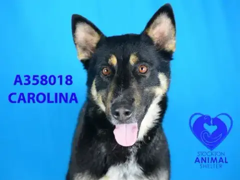 Carolina