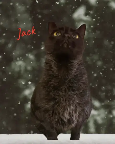 Jack photo 2