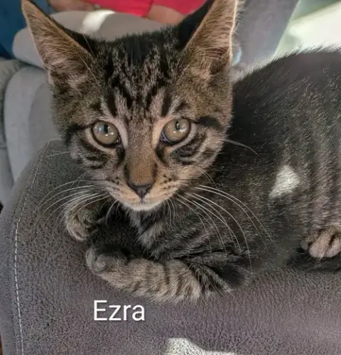 Ezra photo 3