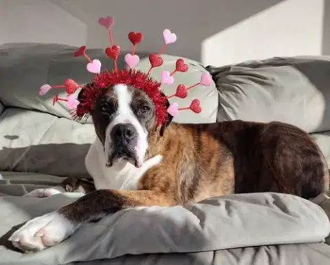 Hercules photo 4