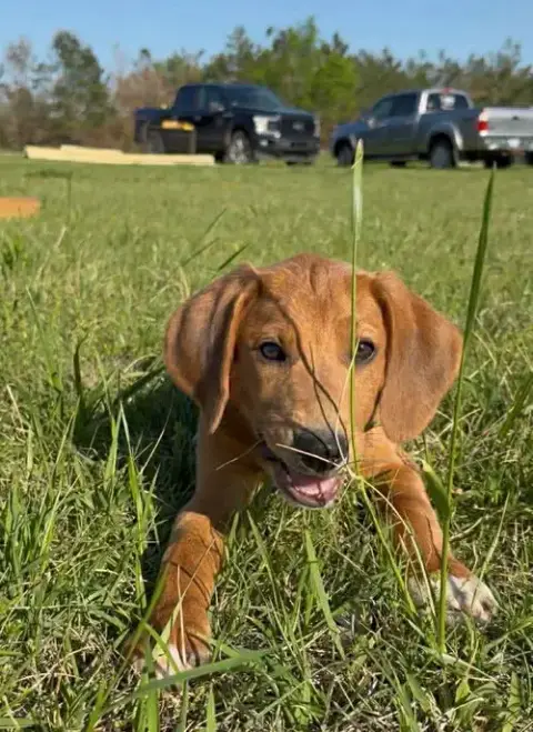 Daisy Jm In Ms