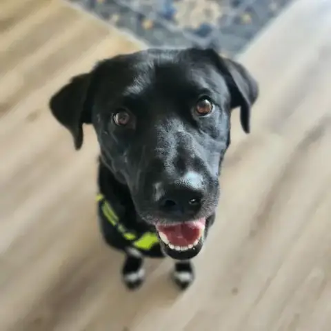Zeke V