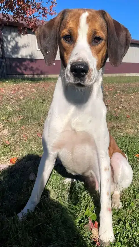 Roscoe photo 2