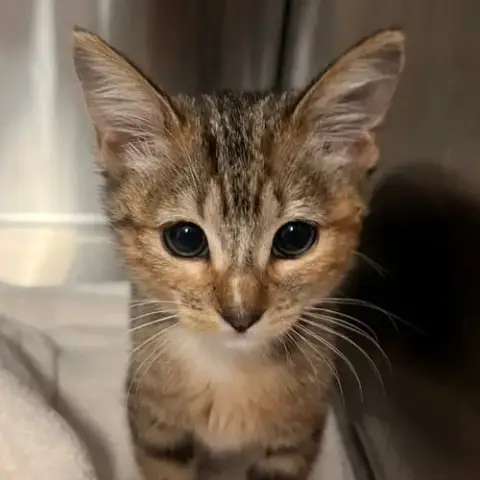 Suri