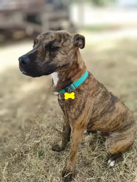 Mr. Wiggles photo 3
