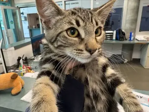Marzipan