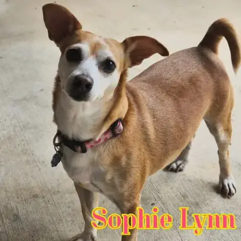 Sophie Lynn photo 5