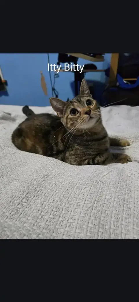 Itty Bitty