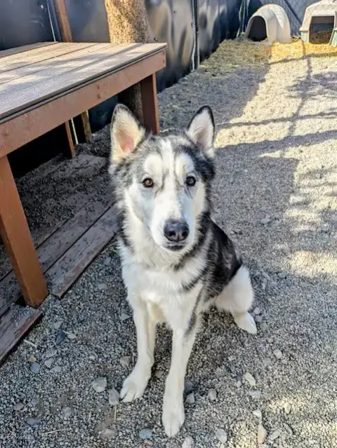 Odin