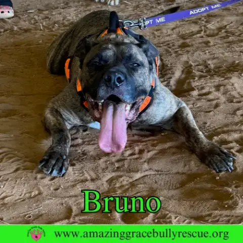 Bruno photo 3