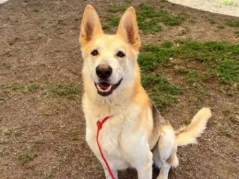 Flynn