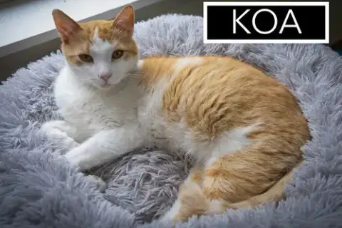 Koa photo 3
