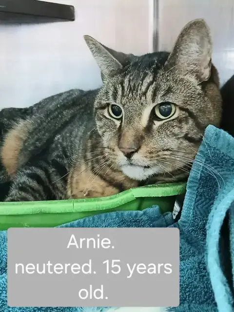 Arnie photo 2