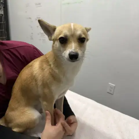Foxy
