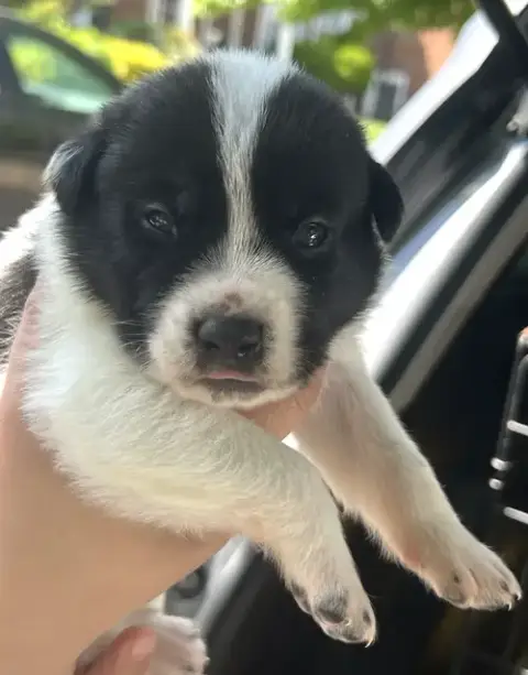 Momma Iris' Litter: Teddy photo 3
