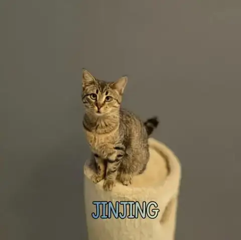 Jinjing photo 3