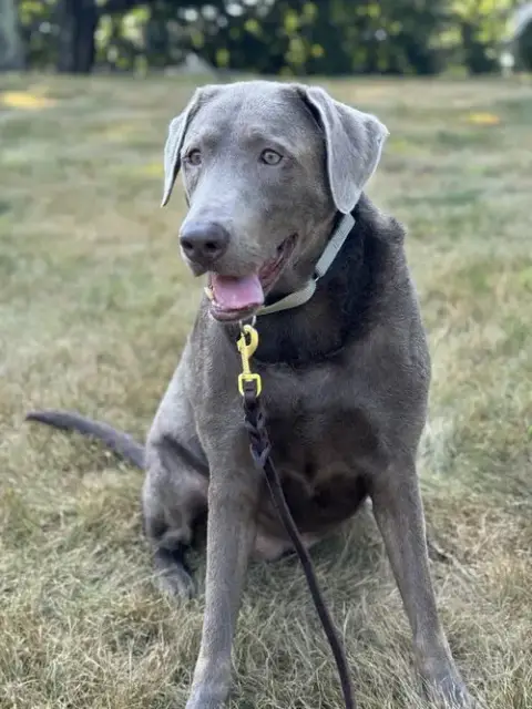 Dakota