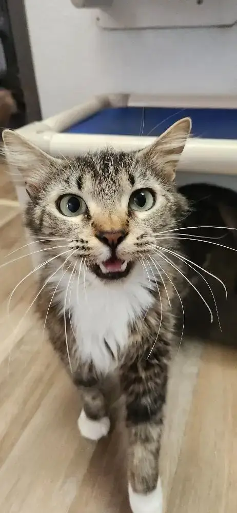 Mom Cat 27862