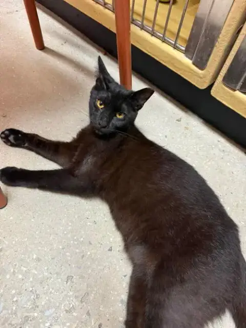 Onyx photo 2