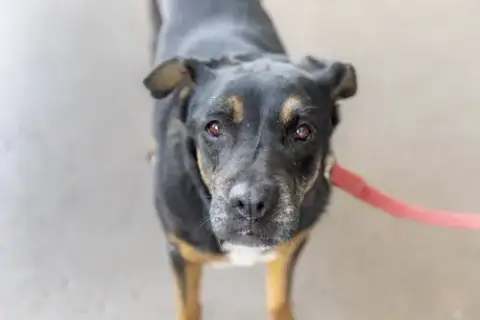 Sierra