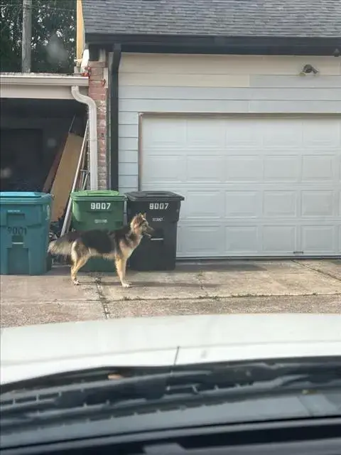 Toby