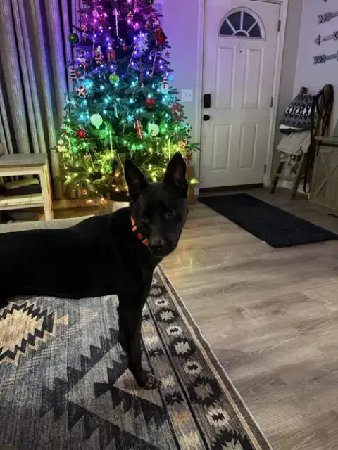 Milo photo 3