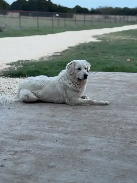Dolly photo 2