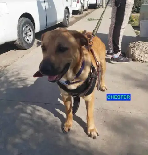 Chester photo 3