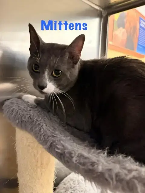 Mittens