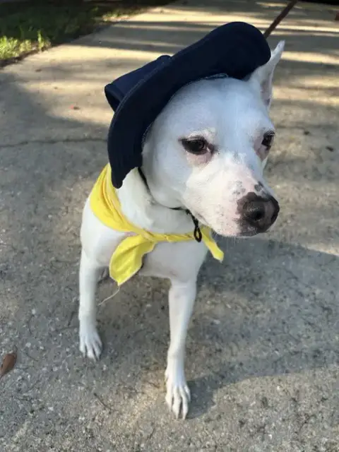 Louie photo 4