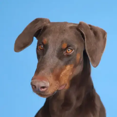 Kimber