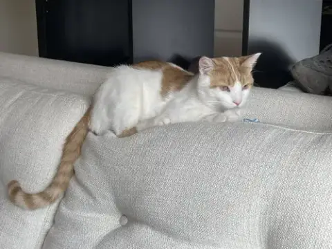 Gus photo 4