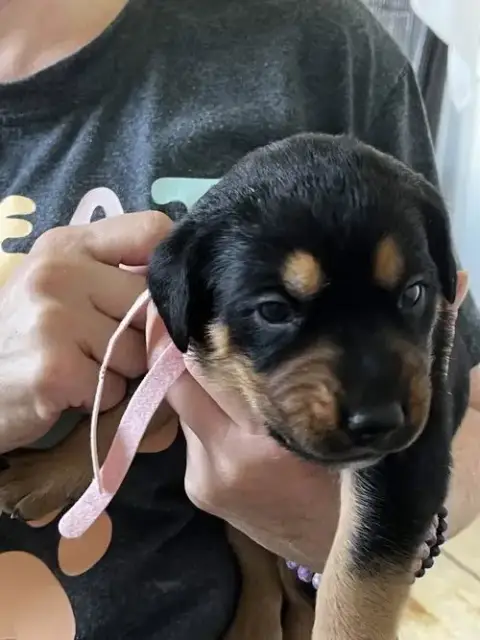 Gemstone Puppies Females photo 3