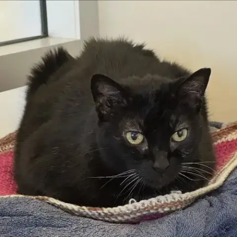 Queen Bob-Omb photo 2