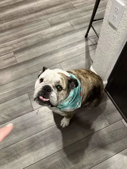 Chloe photo 4
