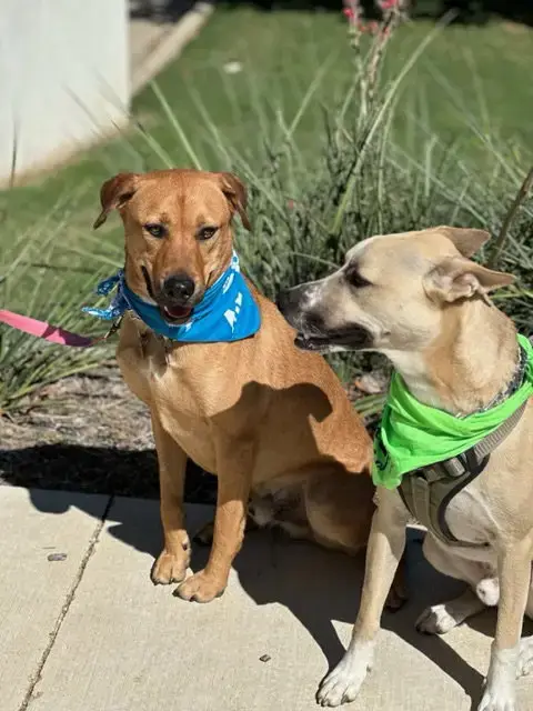 Dash photo 4