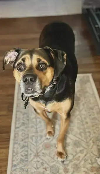 Dobby photo 2